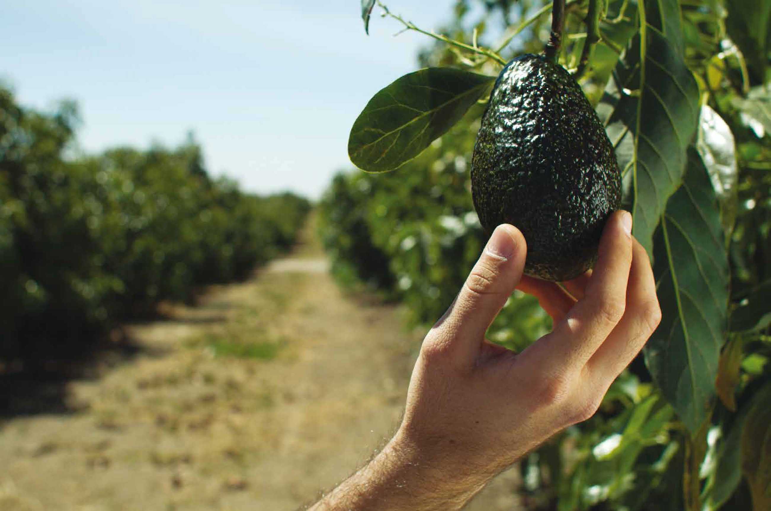 En que arbol se puede injertar un aguacate