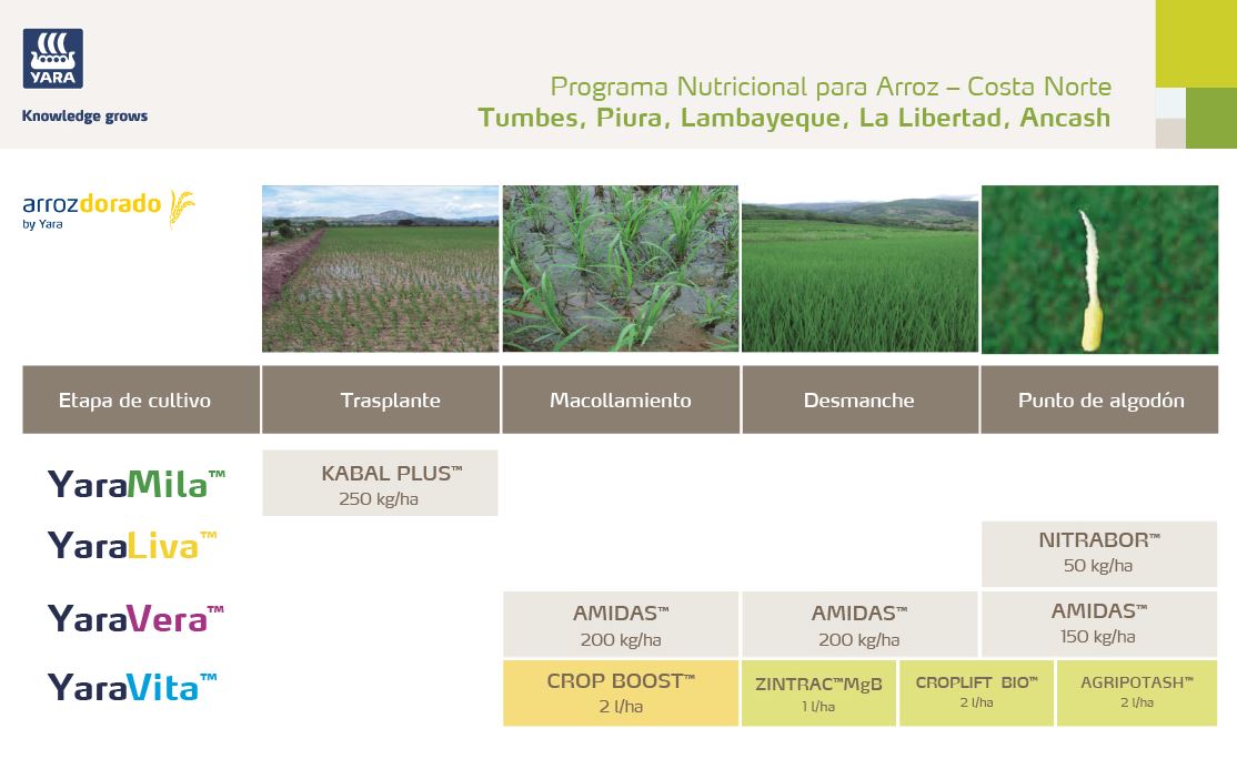 arroz costa norte