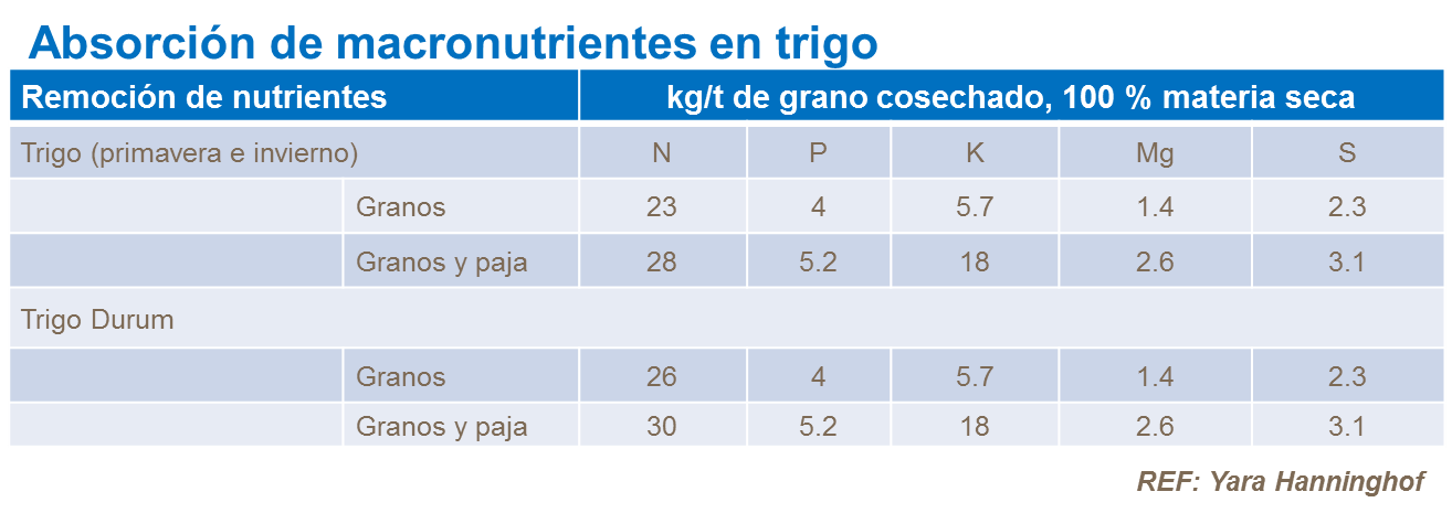 Absorción de macronutrientes en trigo