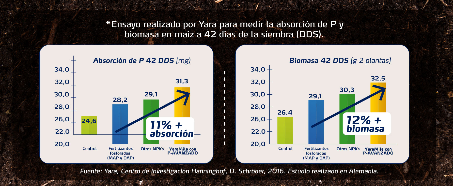 Ensayo realizado por Yara para medir absorción de P y biomasa